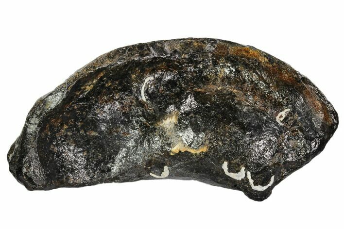 Fossil Whale Ear Bone - Miocene #109269